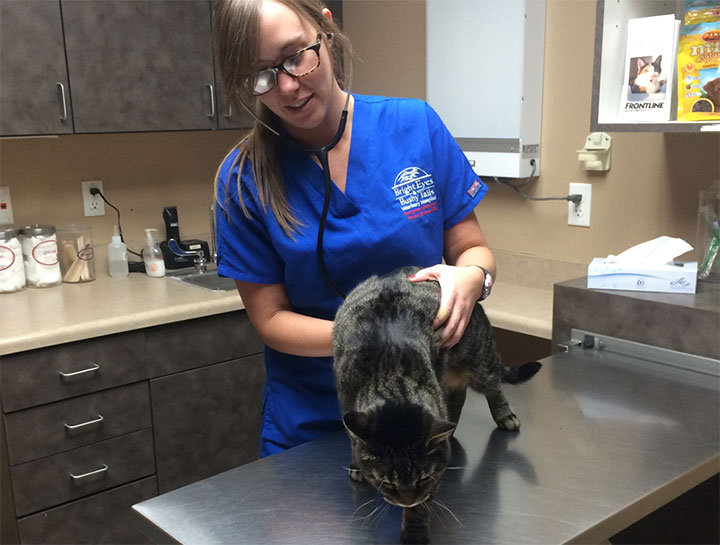 Preventive Care for Cats