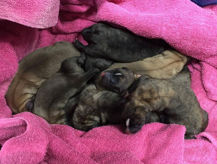 Puppy & Kitten Care