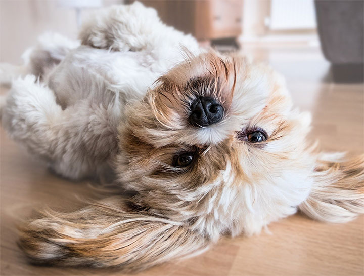 Dog Physical Therapy