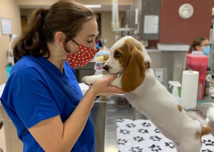 Iowa City Dog Veterinarian