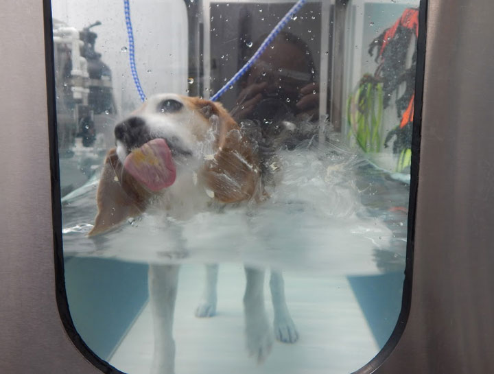 Hydrotherapy for Dogs