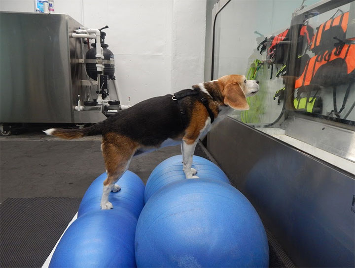 Therapeutic Exercise